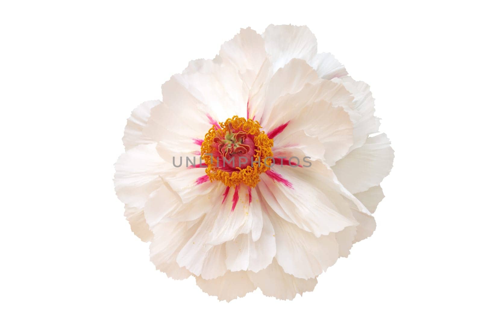 White peony flower isolated on white background