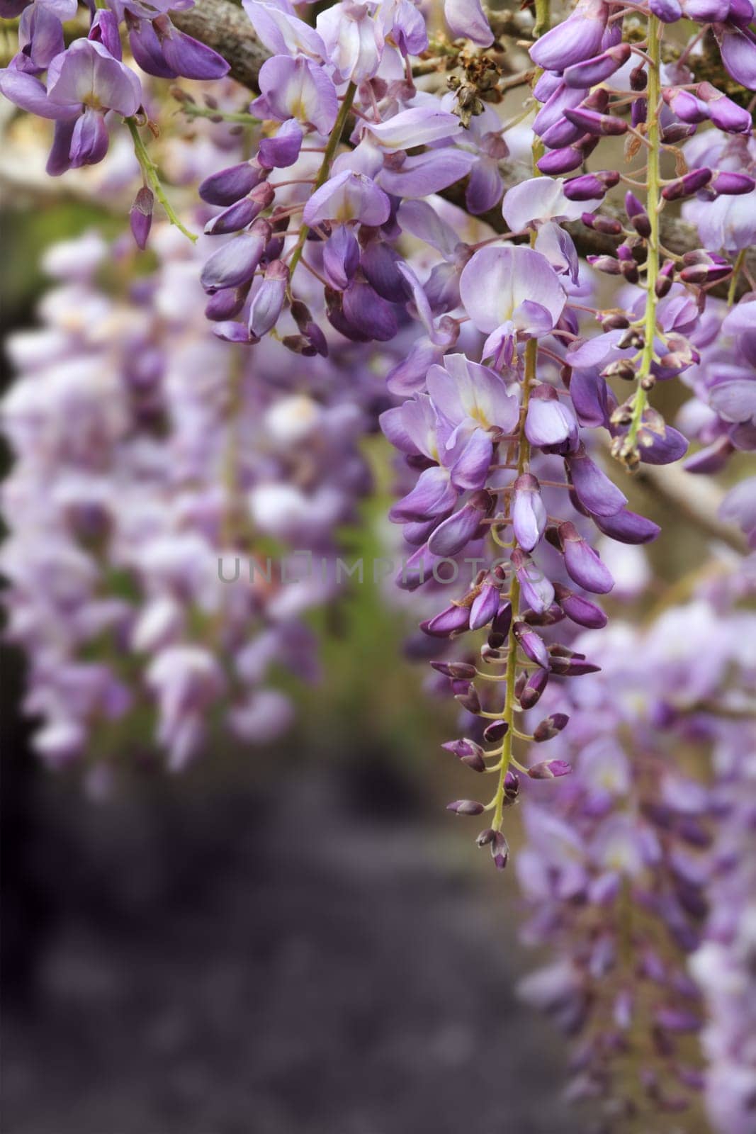 wisteria flower