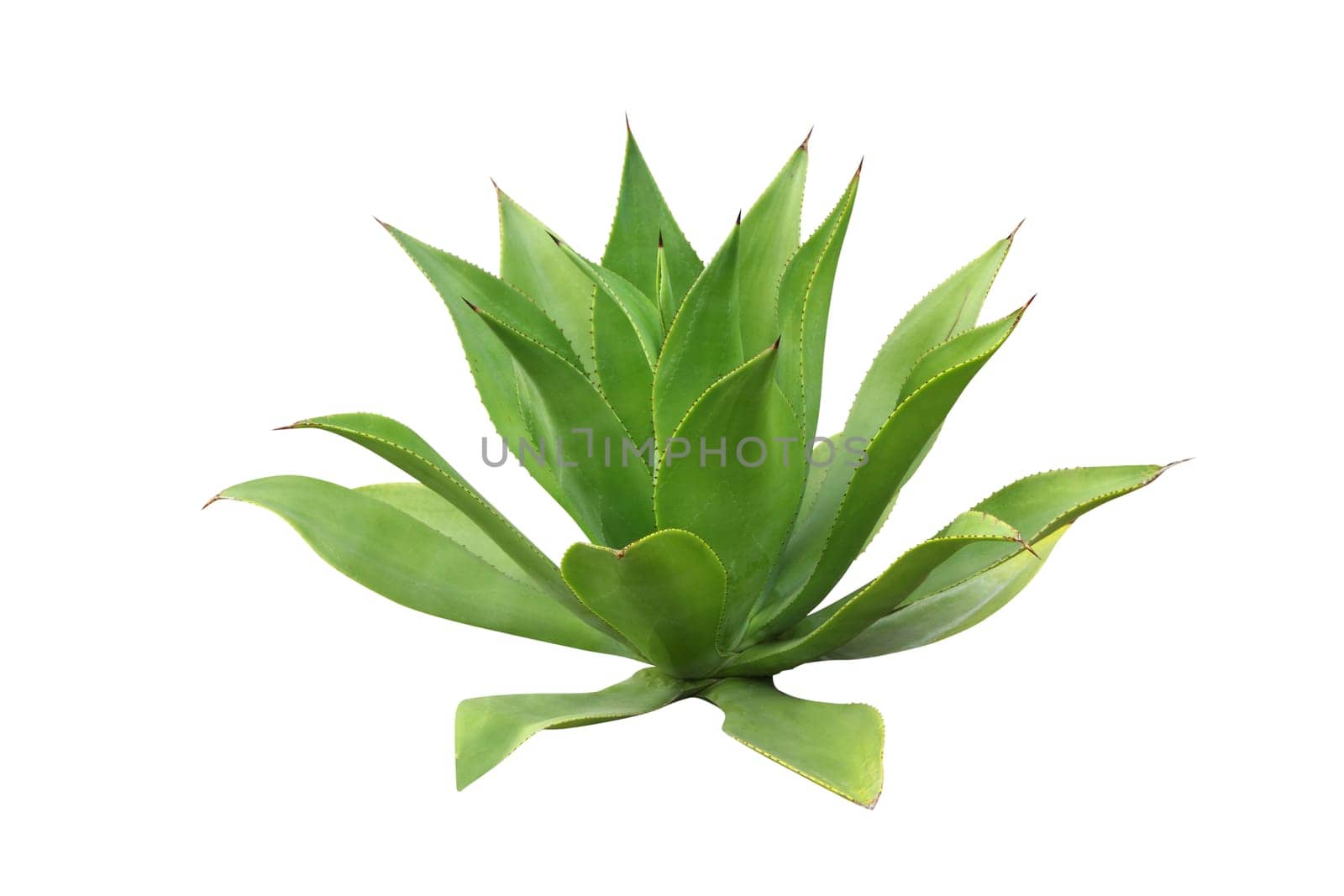 Agave plant isolated on white ( the base ingredient of Tequila)