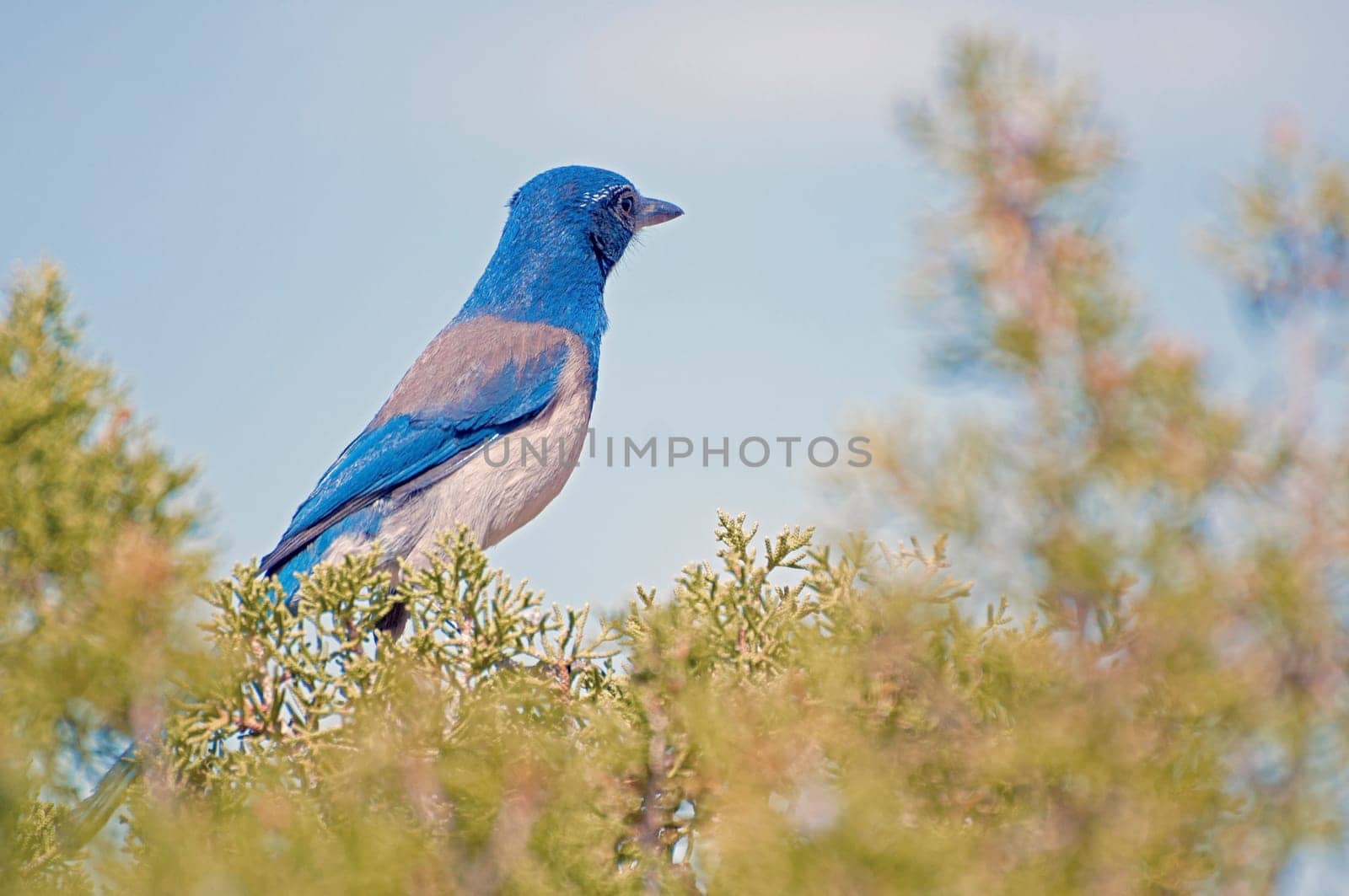 Western Scrub Jay