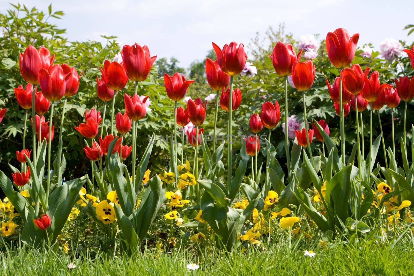 Tulips