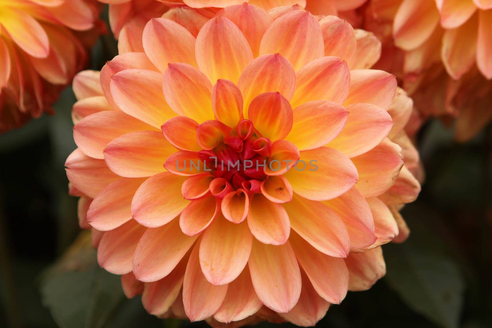 Dahlia
