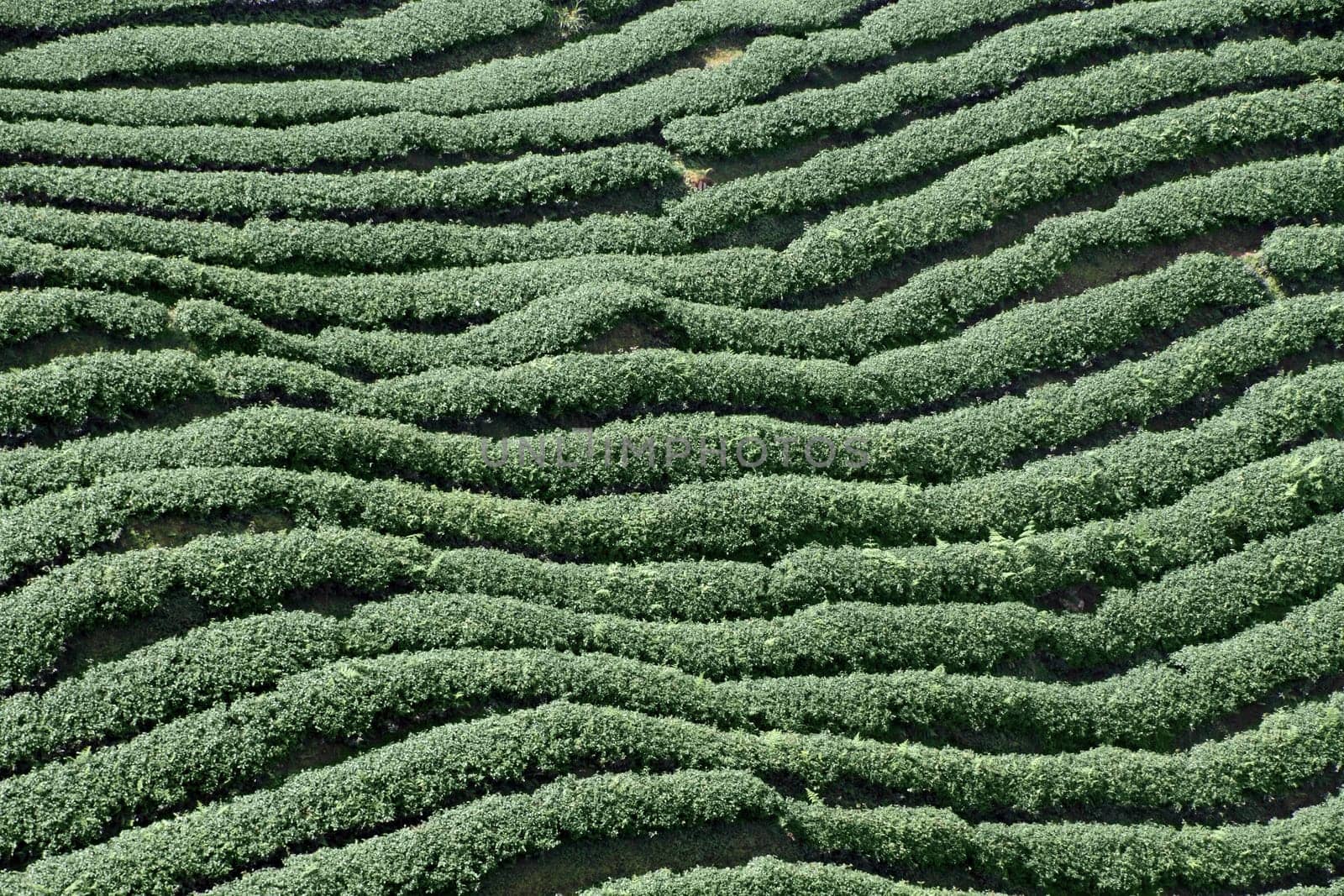tea plantation