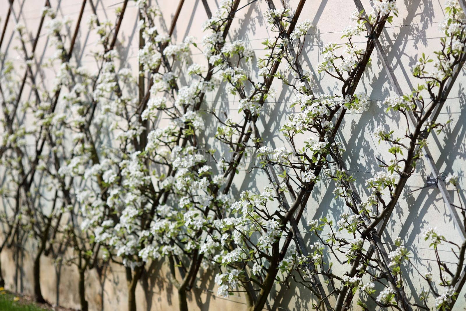 Details of an ornamental pear tree in springtime.