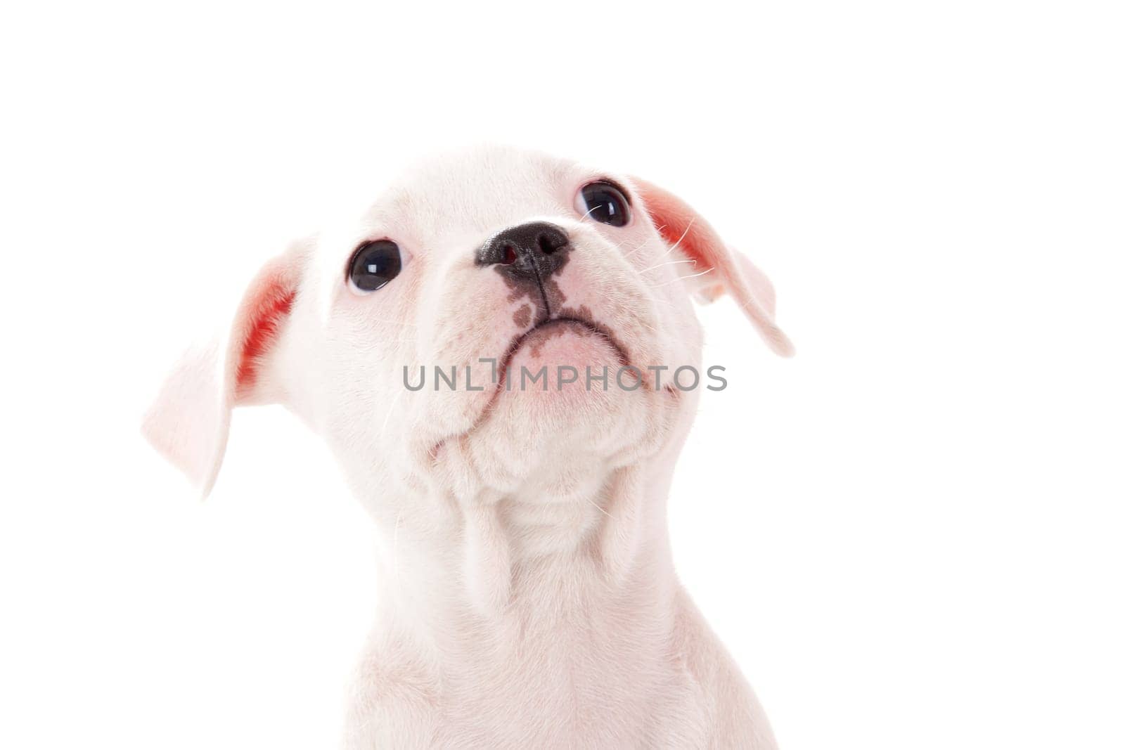 Crossbreed cute puppy in a studio having a great time