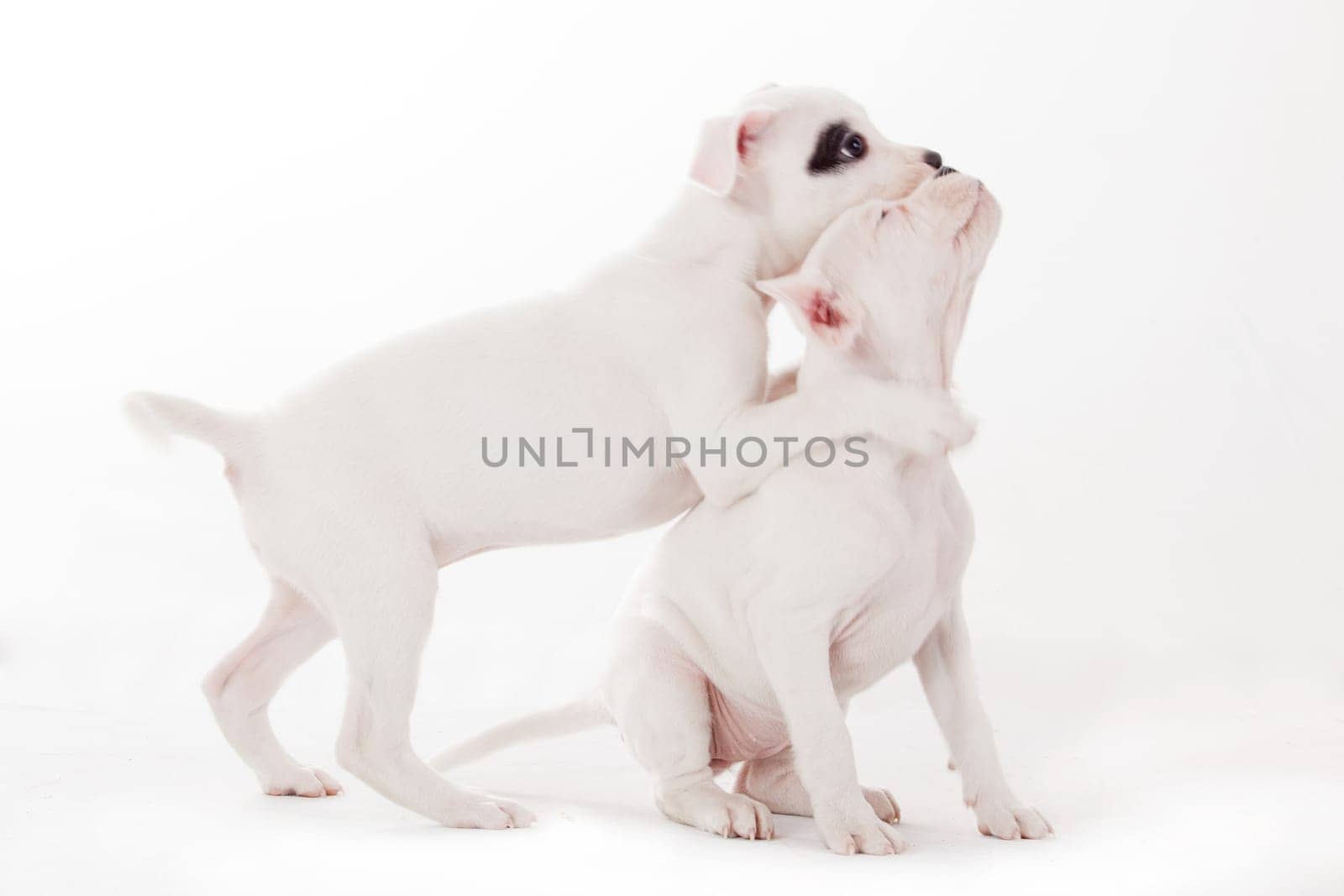 Crossbreed cute puppy in a studio having a great time