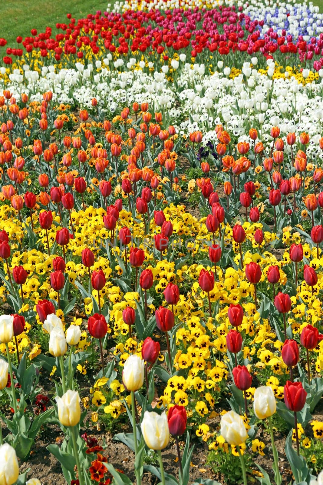 Tulips