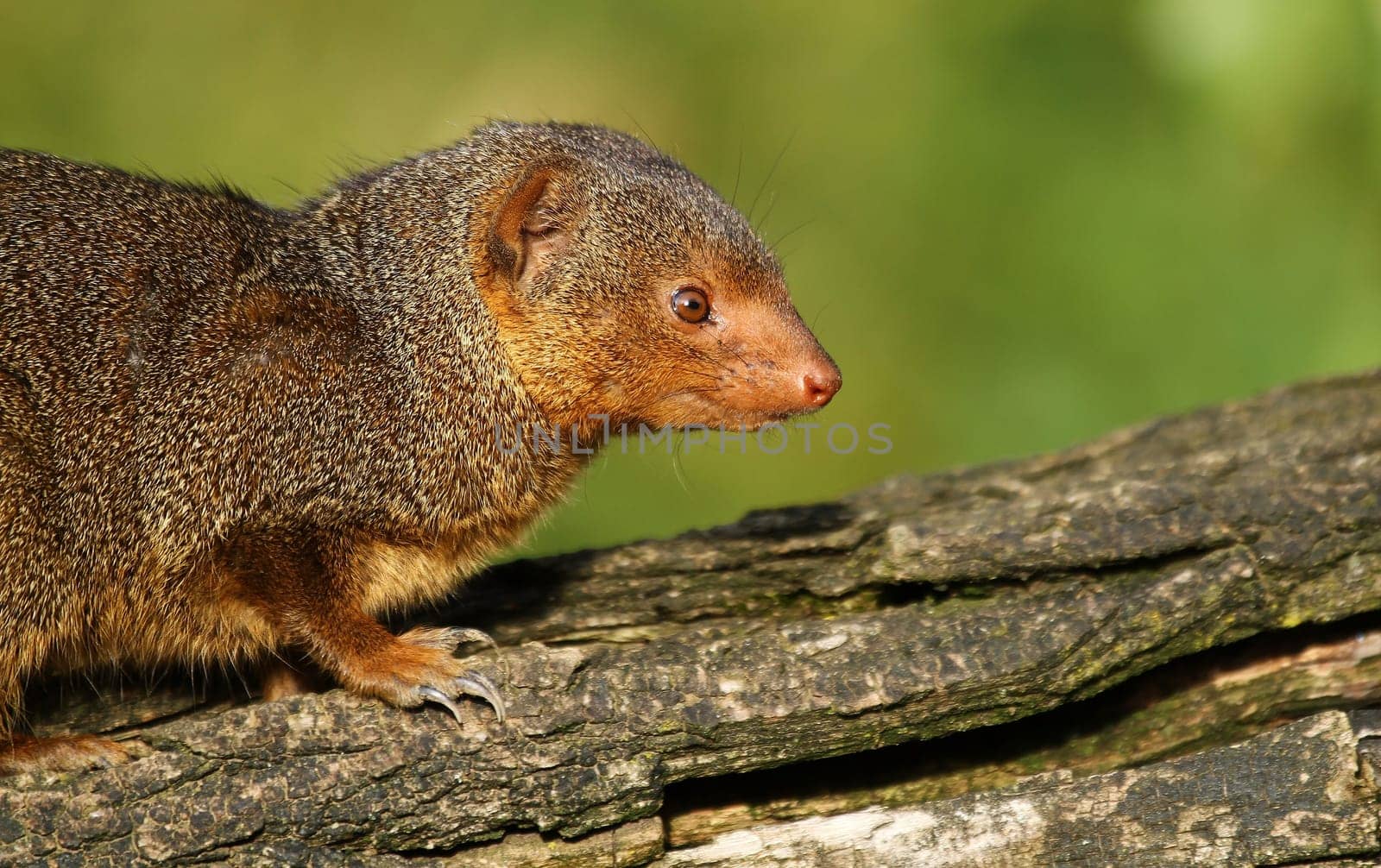 Dwarf mongoose