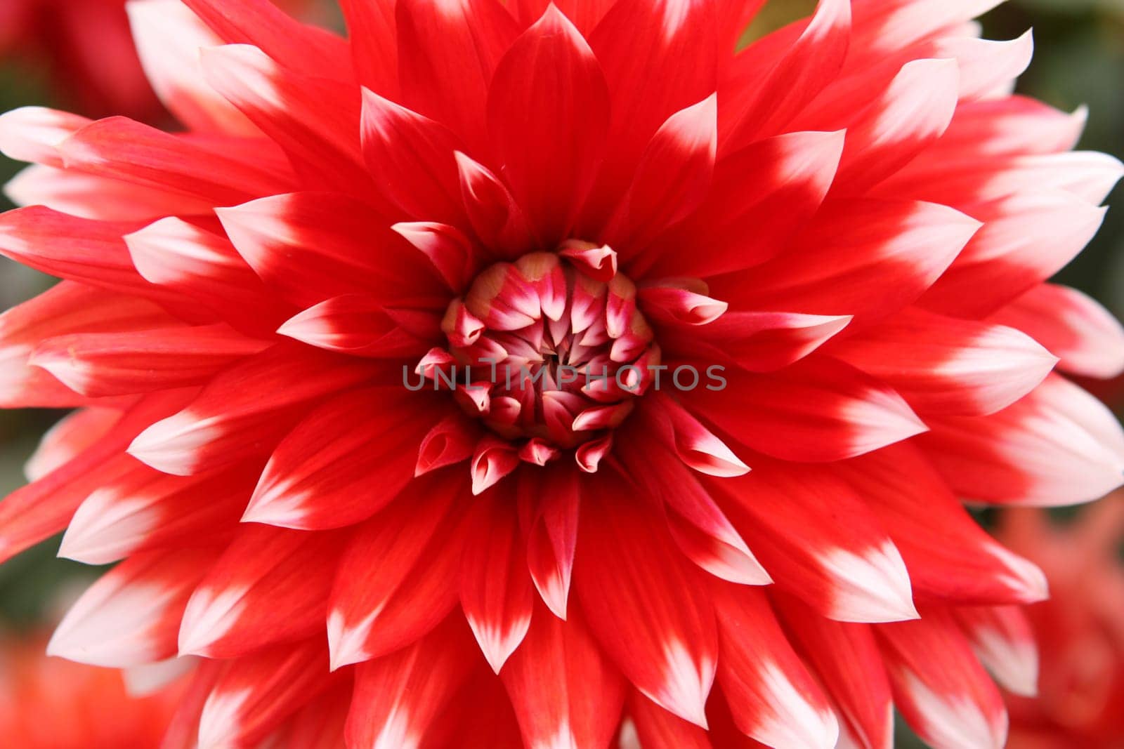 Dahlia