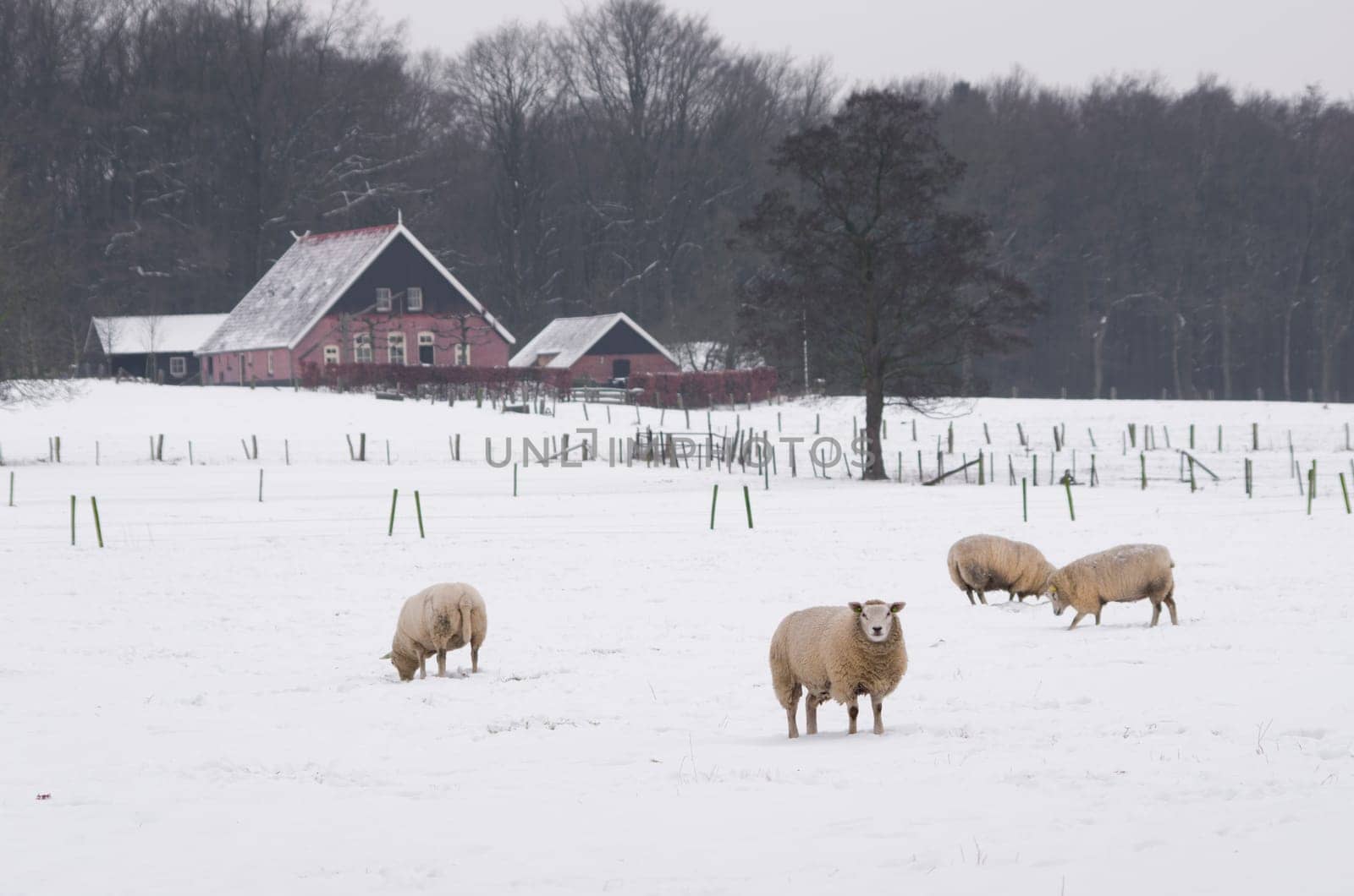 sheep grazing in a white snow winter landscape