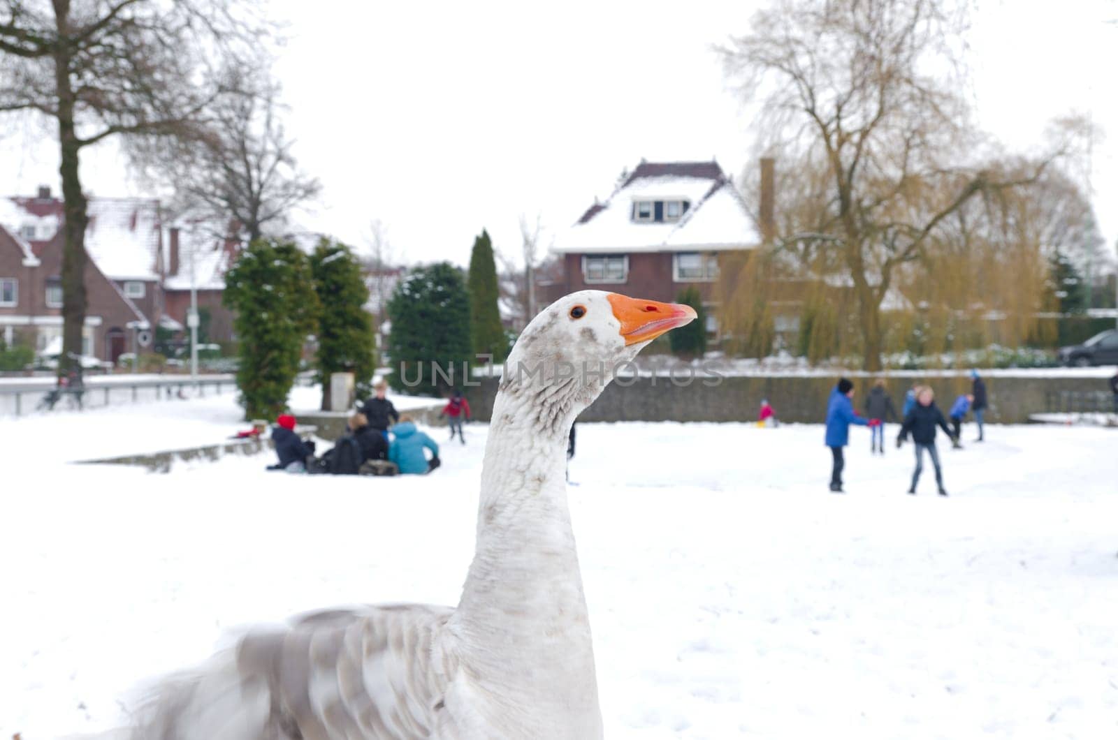 white domestic goose in front of a pond with skating children