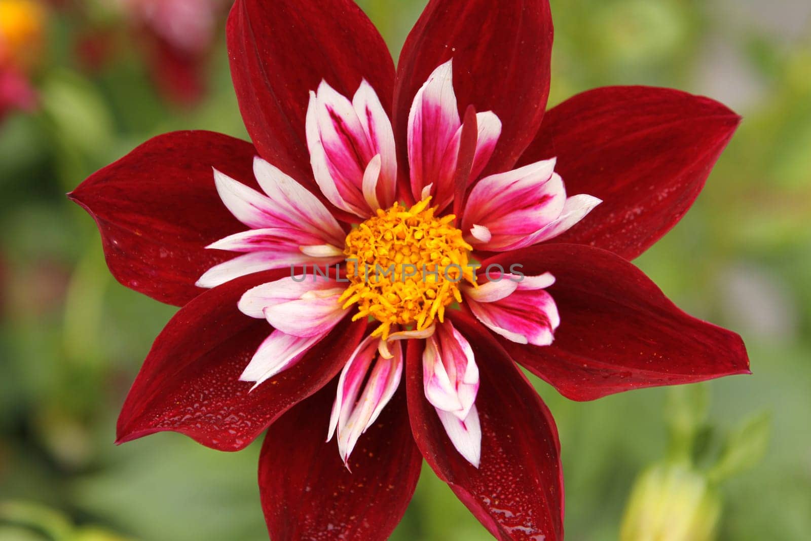 Dahlia