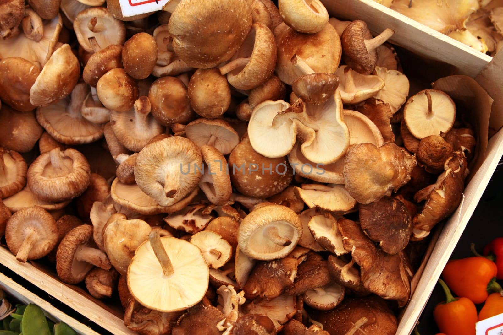 Fungi