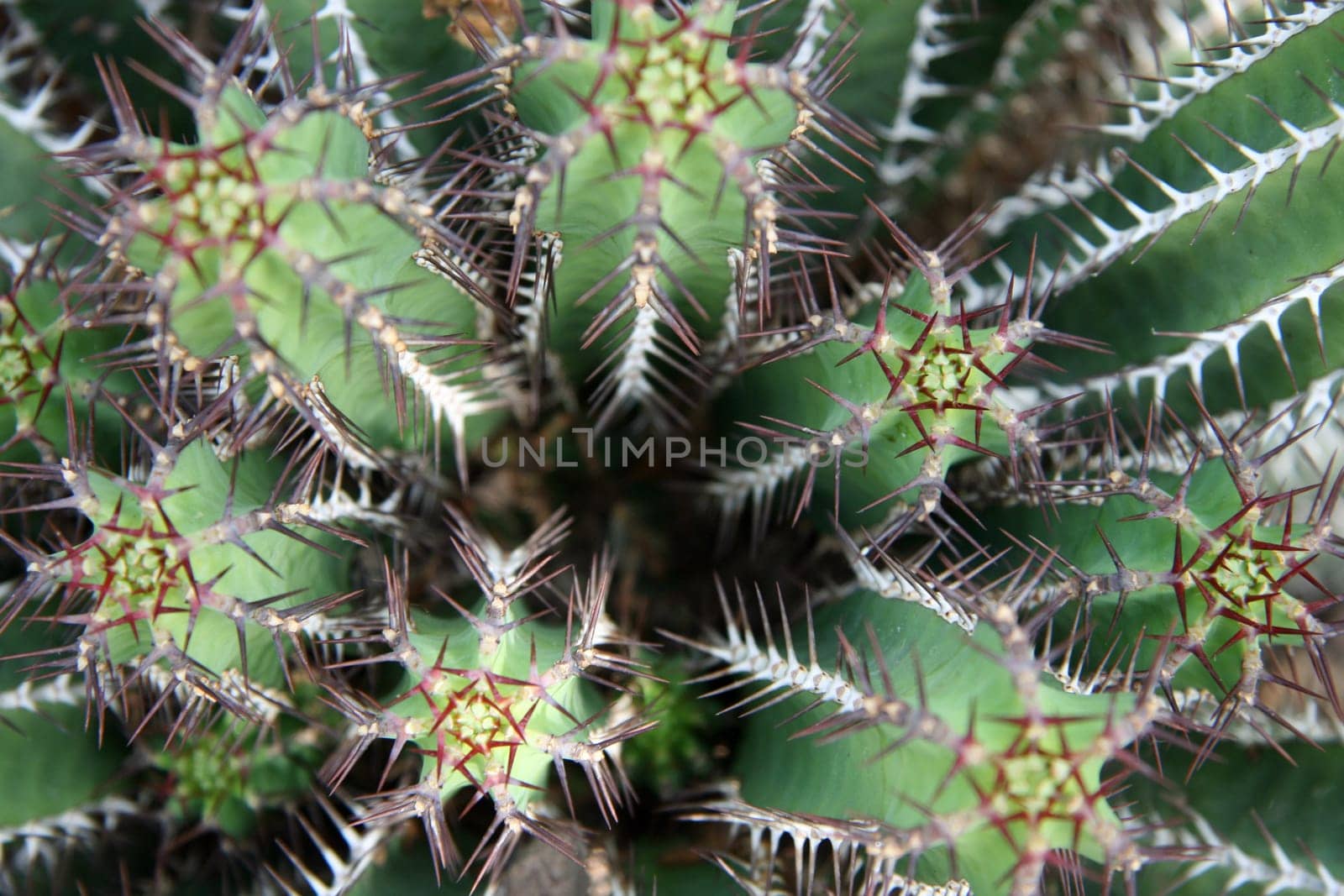 Cactus
