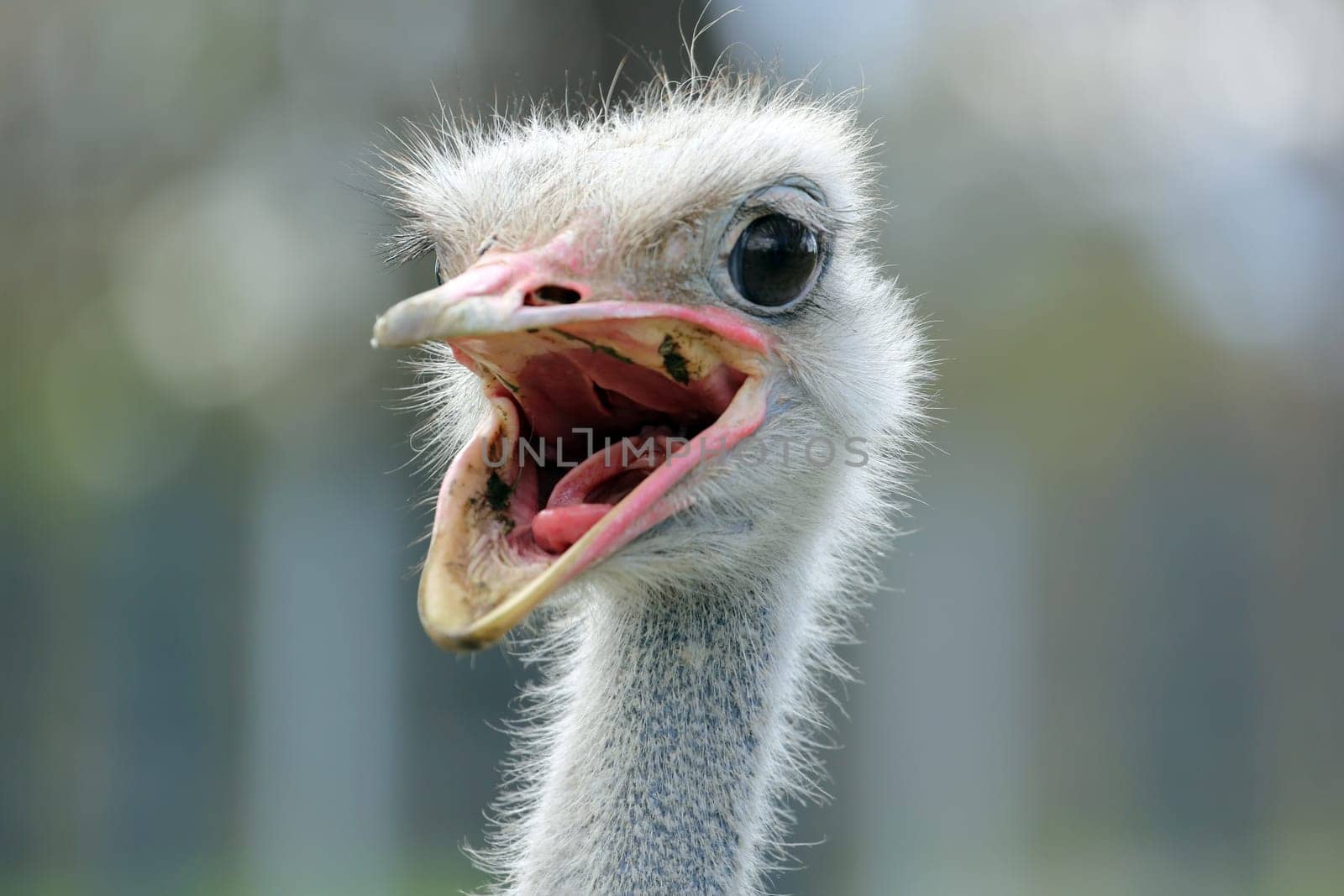 Blue-necked ostrich