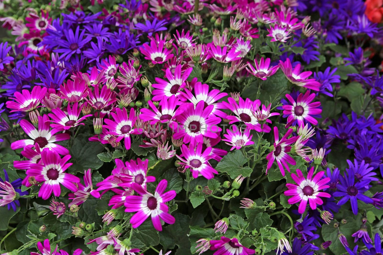 Gerbera