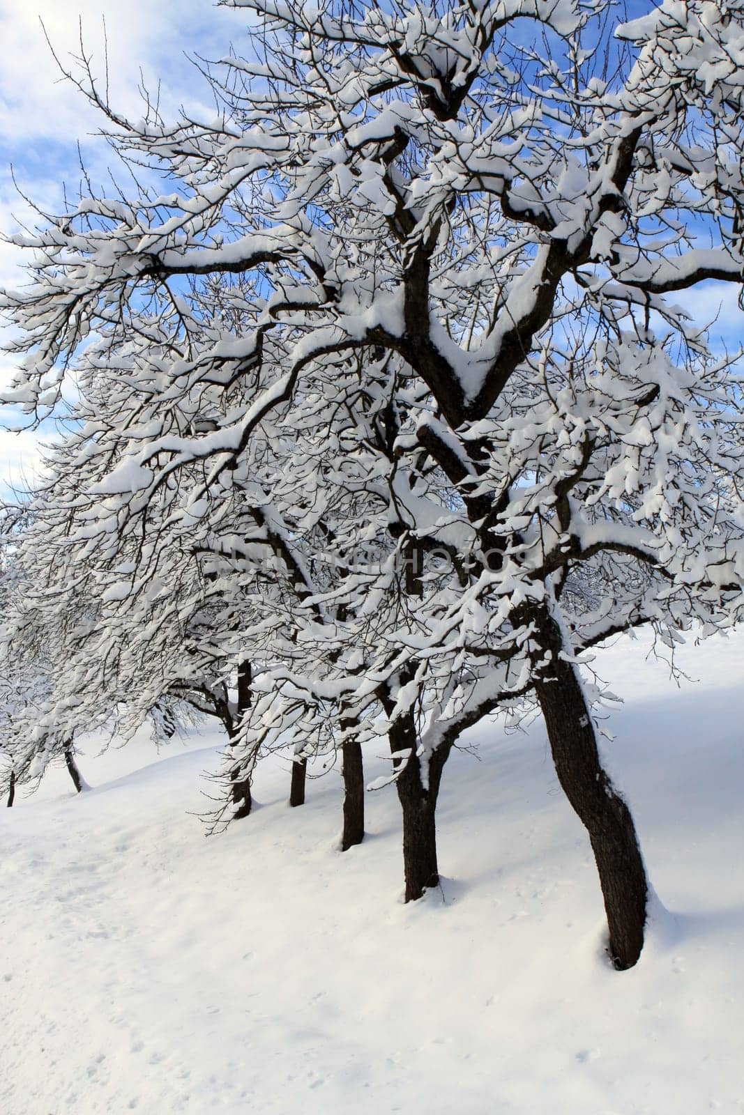 Winter