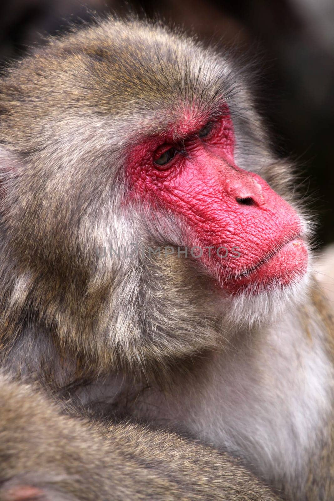 Red-faced or Japanese macaque