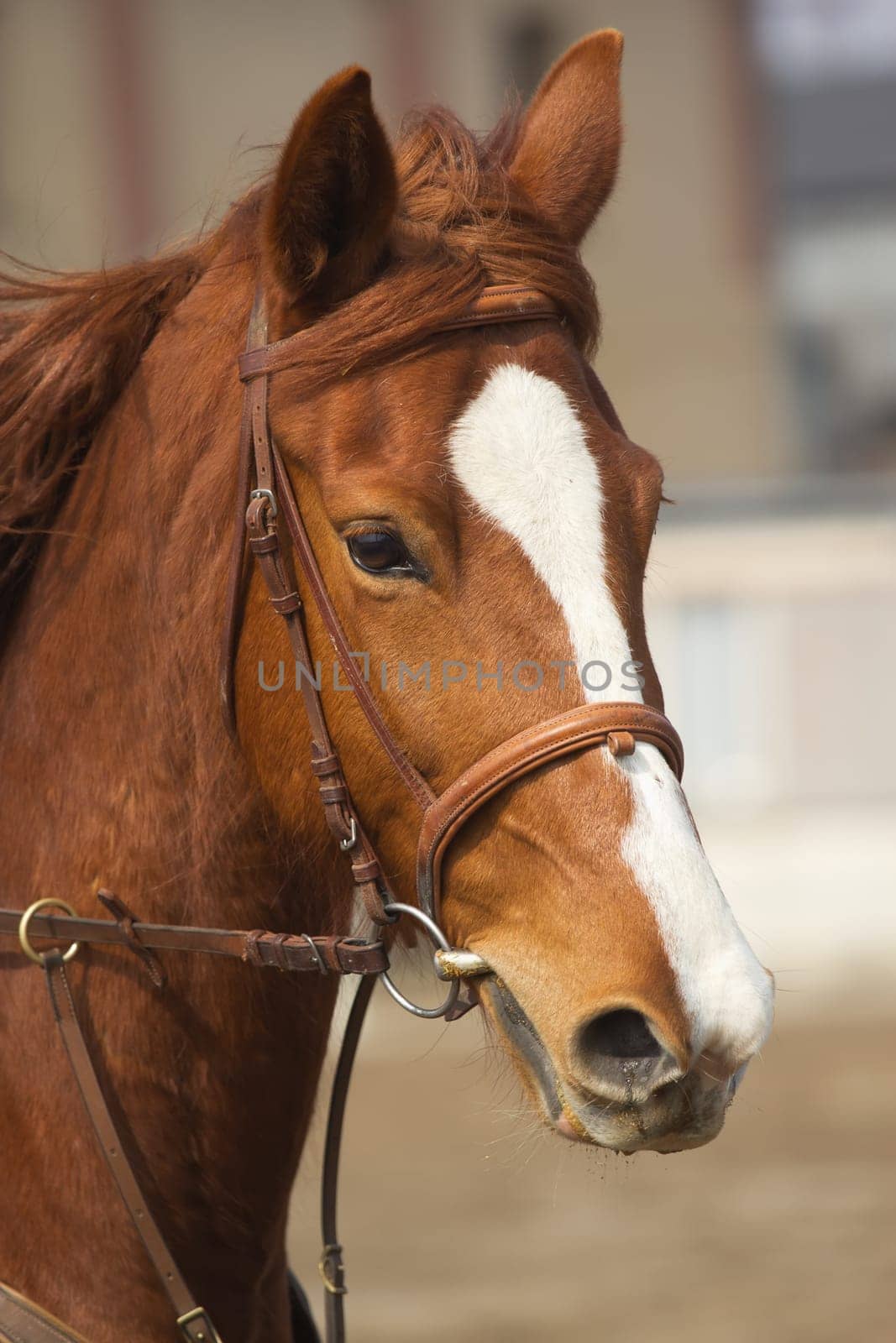 Detailed view of the head of a brown racehorse. Vertically.