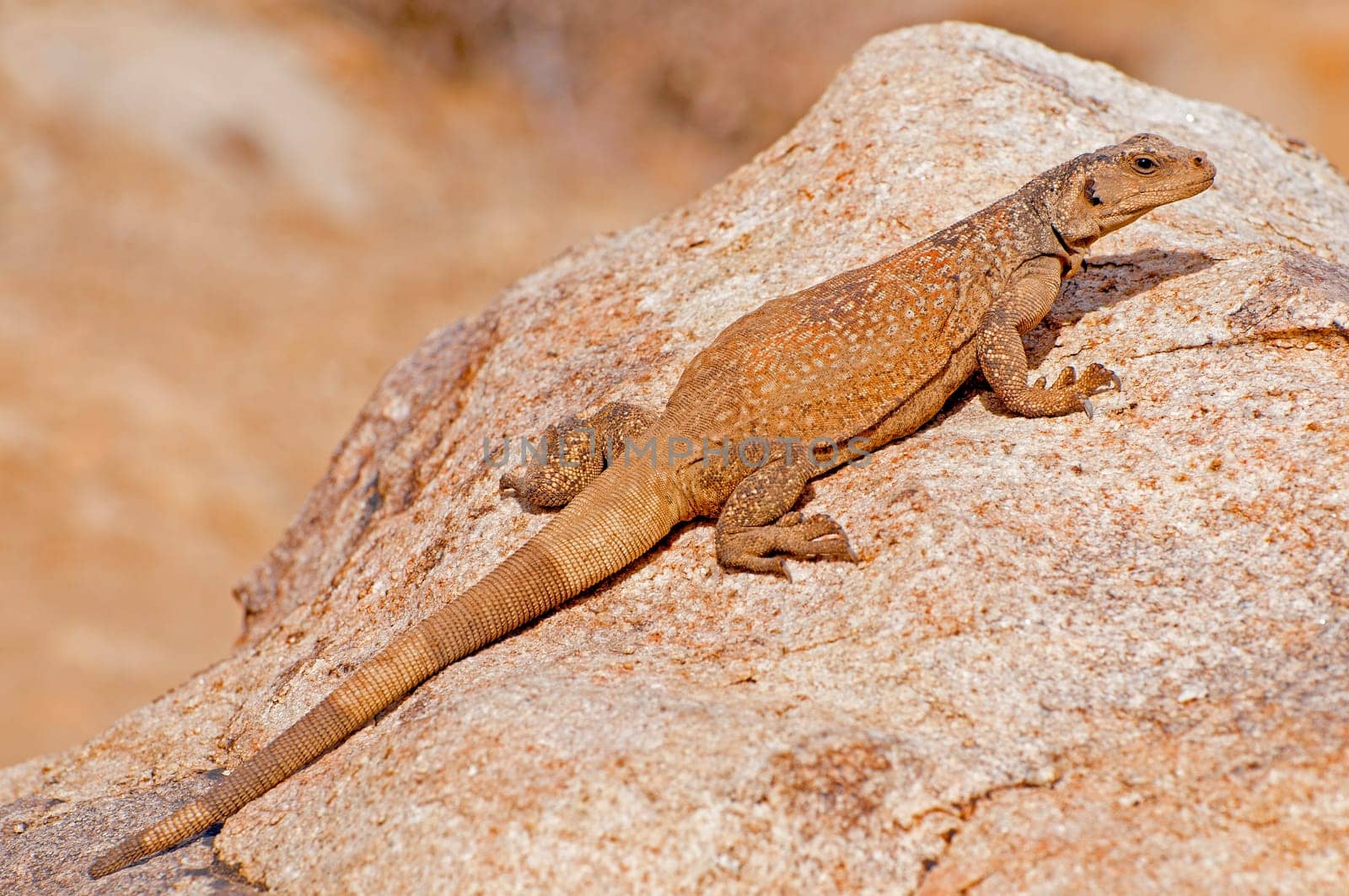 Chuckwalla