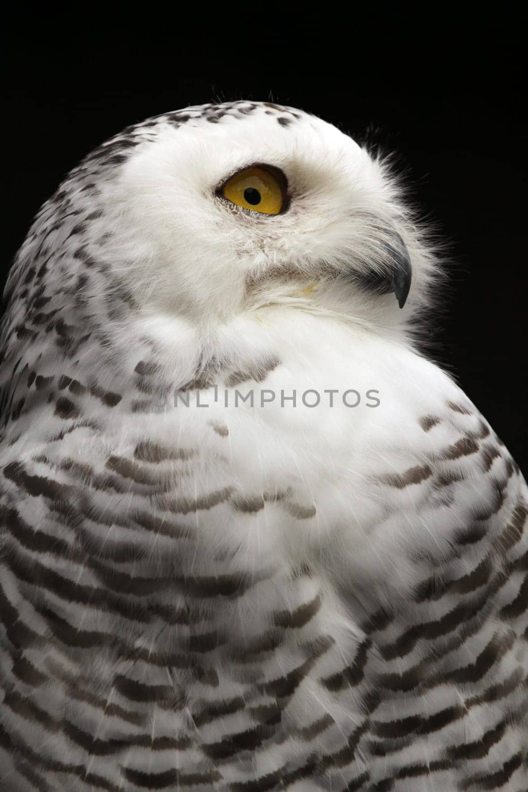 Snowy owl