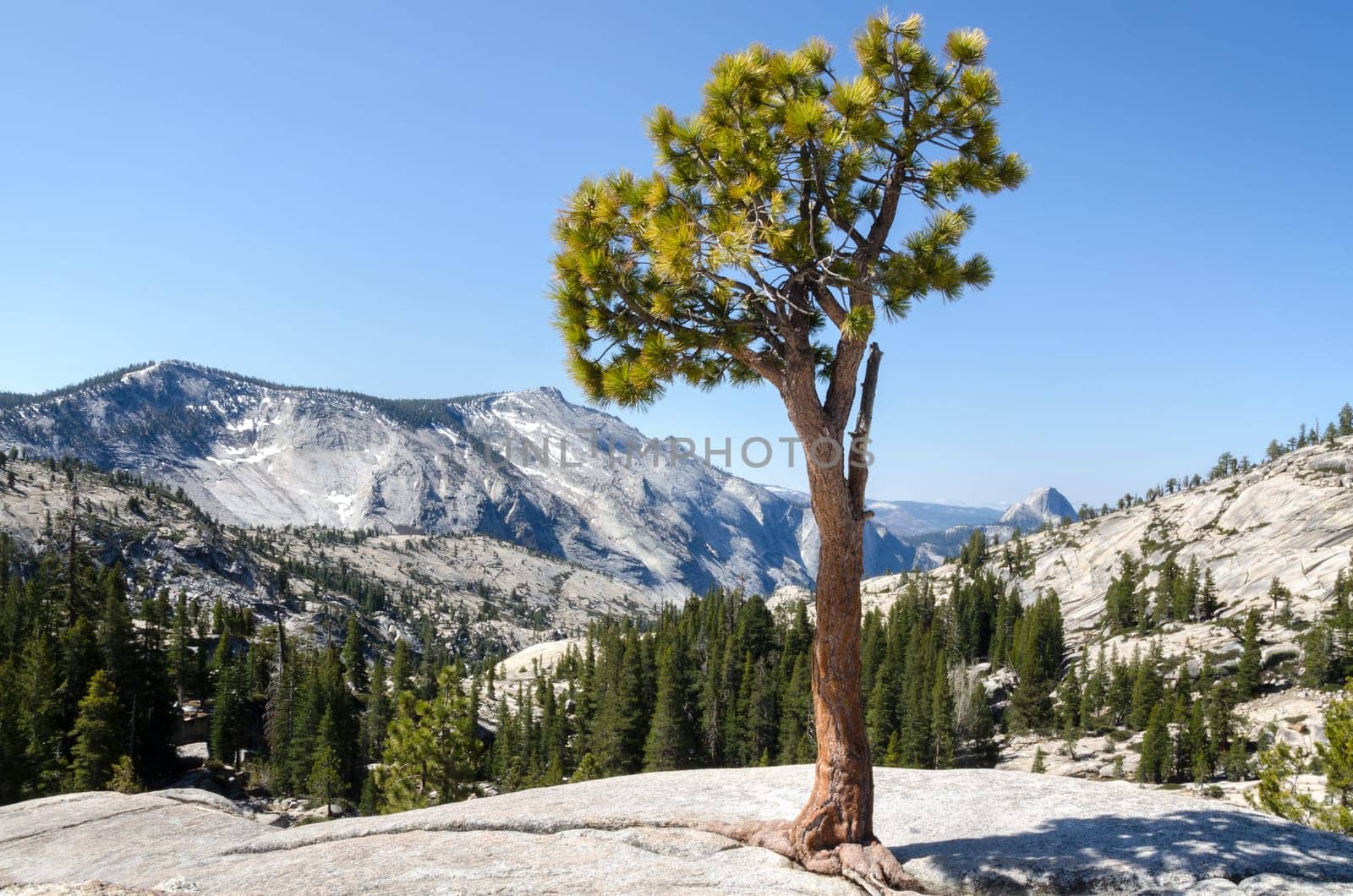 pine among the rocks in Yosemite National Park in California