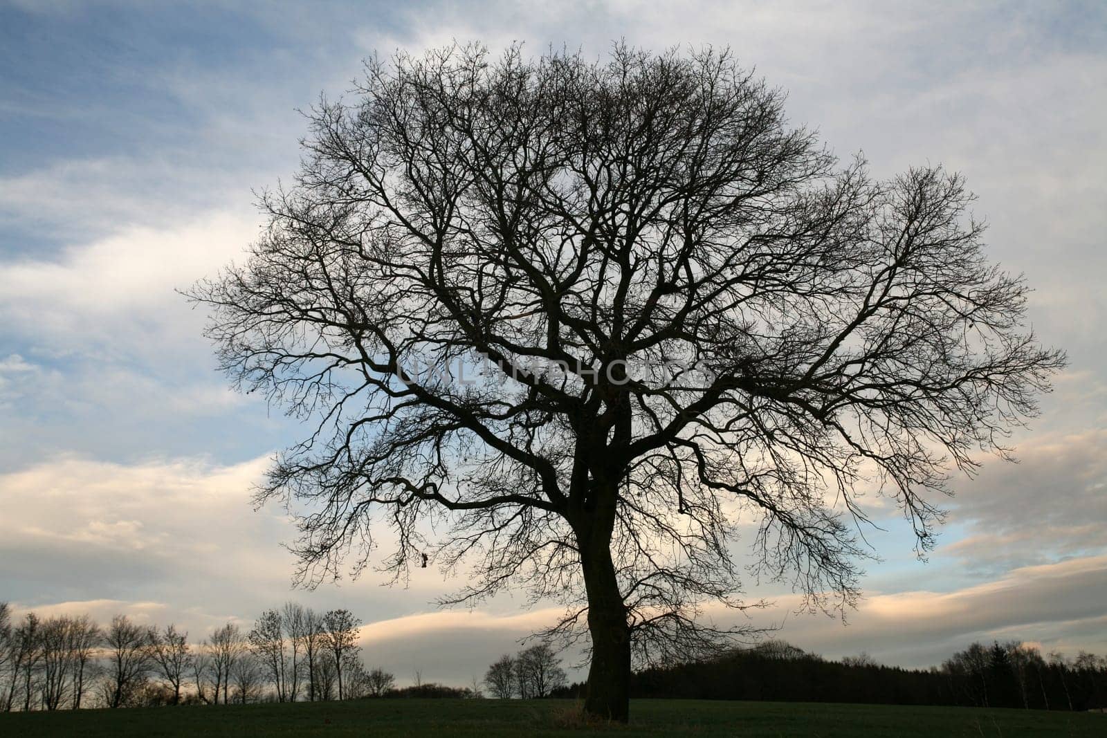 English oak in winter