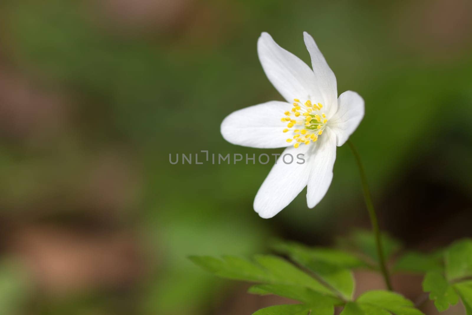 Wood anemone