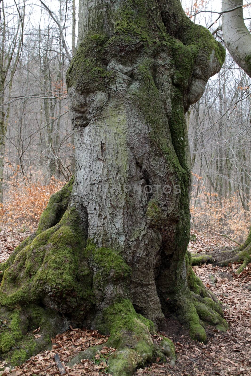 Mighty European beech on the Hohenstein
