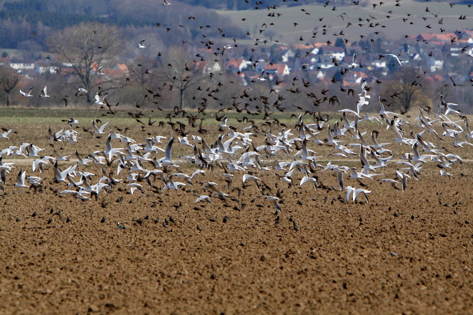 Flock of starlings and seagulls