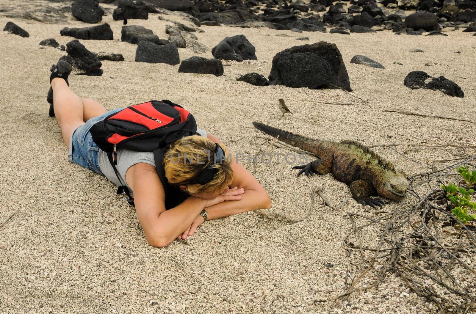 In the marine iguanas
