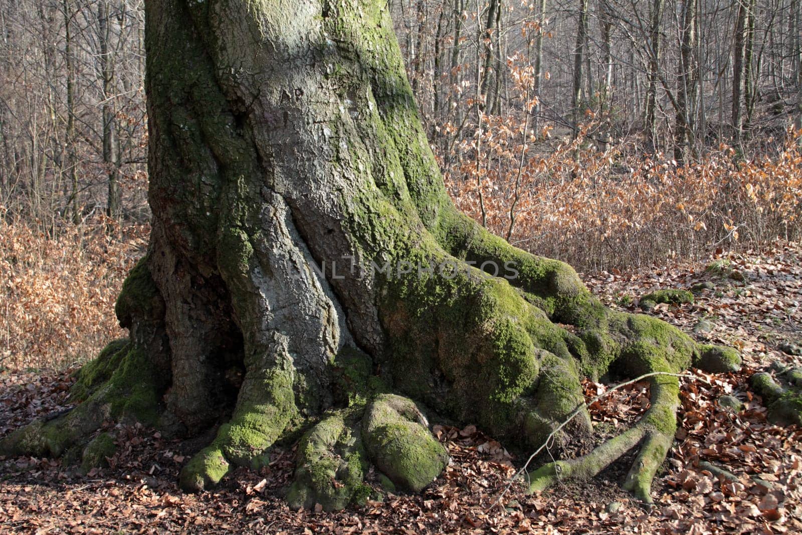 Mighty European beech on the Hohenstein