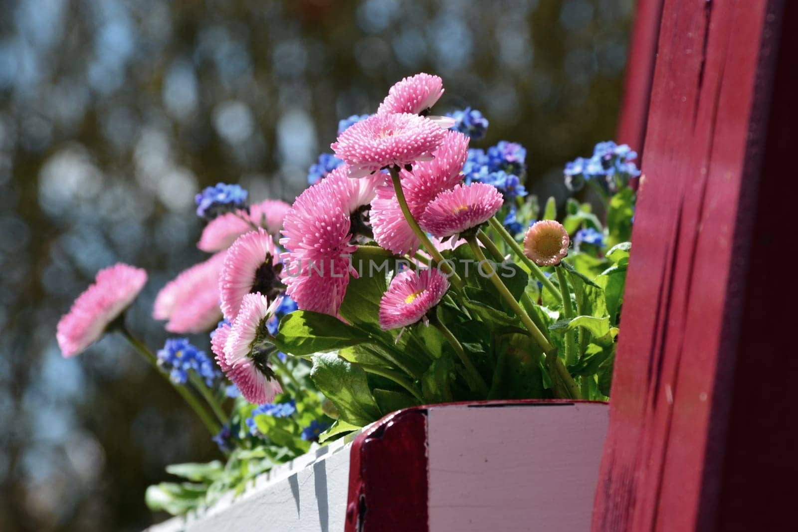 Spring Flowers