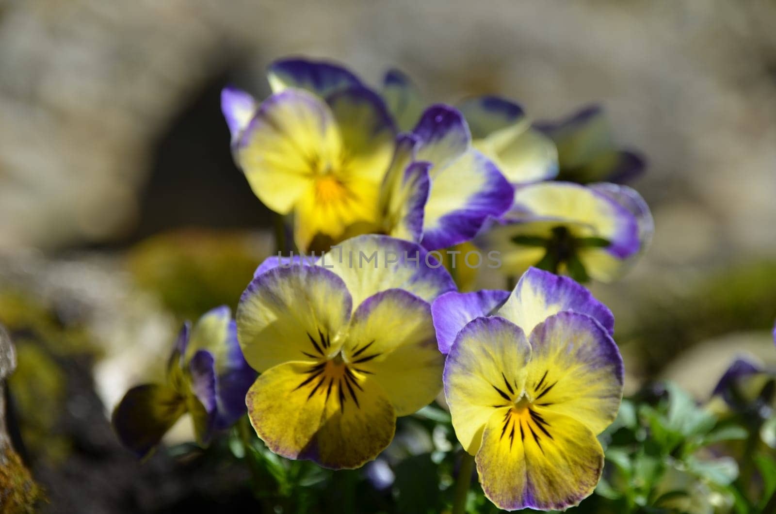 Pansy