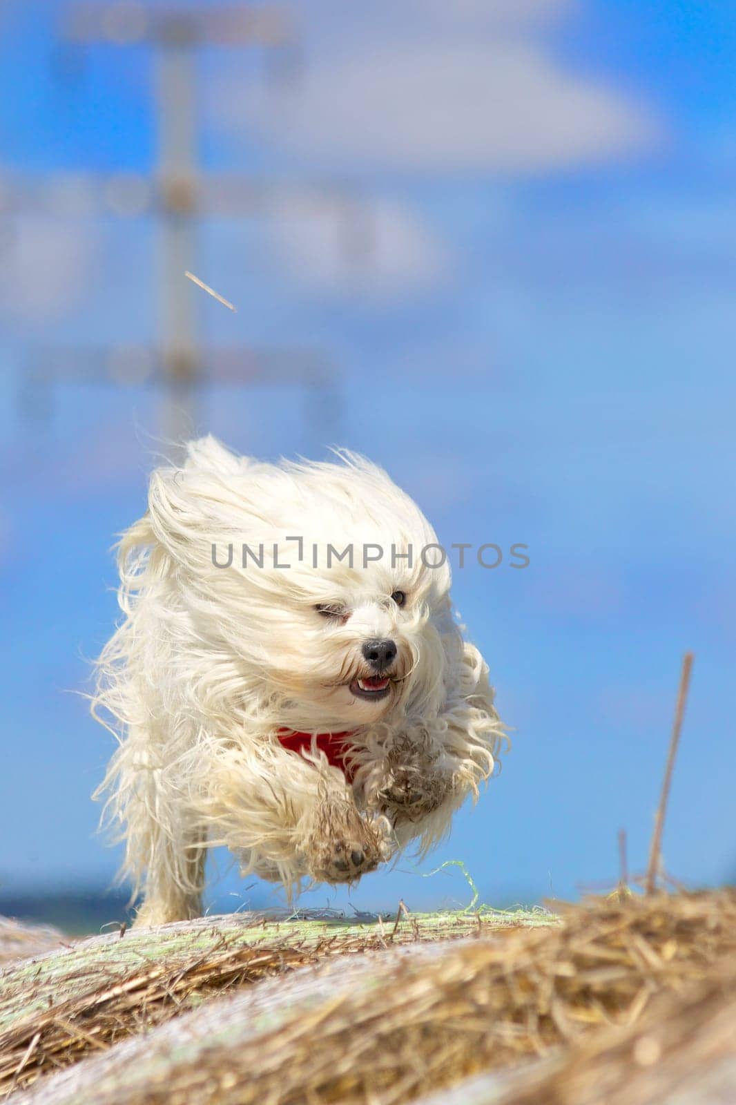 Dog runs extremely fast over straw bales in front of a blue sky. The dog has long white hair and wears a red scarf. The dog breed is a Havanese from the genus of companion dogs.