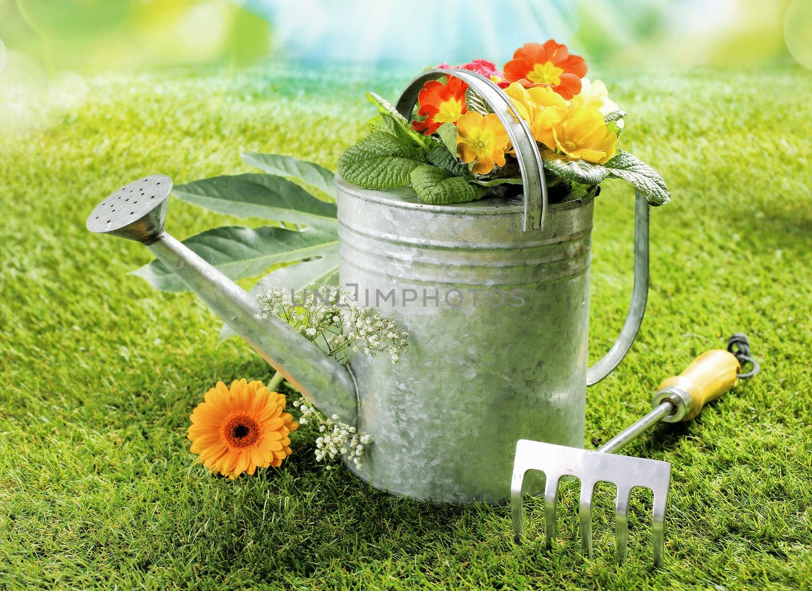 Watering can with a colourful orange gerbera daisy and summer flowers on a green lawn alongside a small fork in a summer gardening concept