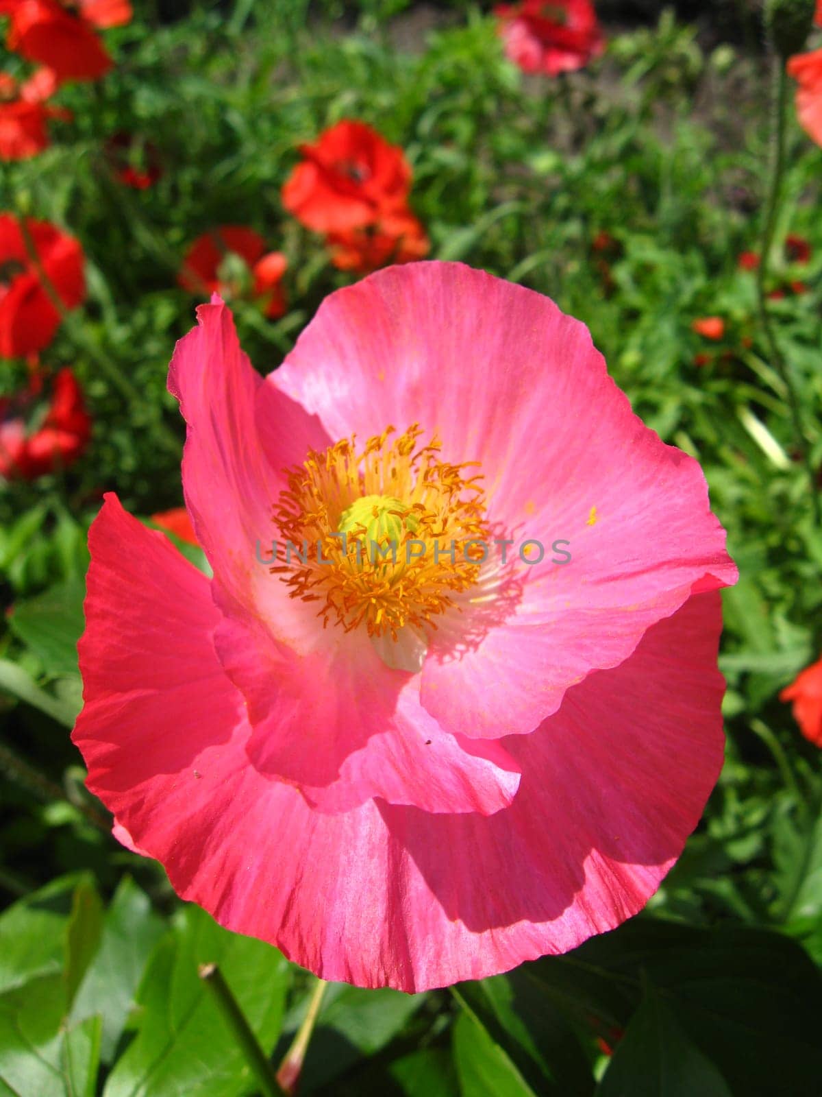 image of the beautiful red flower of red poppy