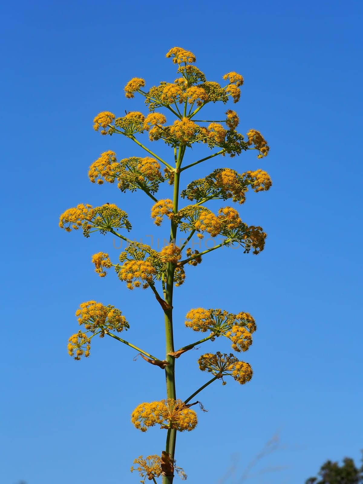flower of the wild fennel with sky background