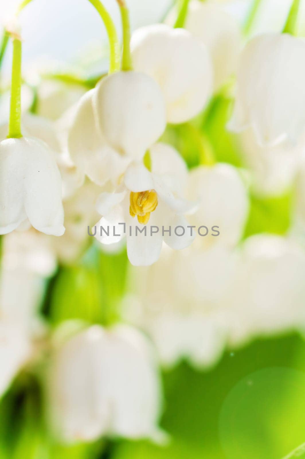 Lilies of the valley, close up