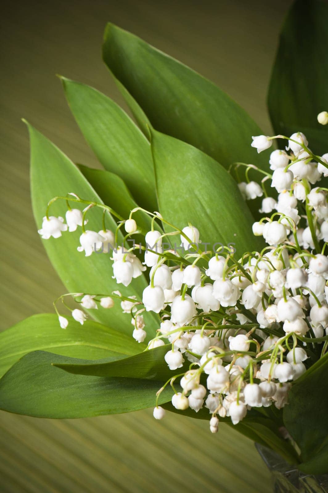 Lilies of the valley, close up