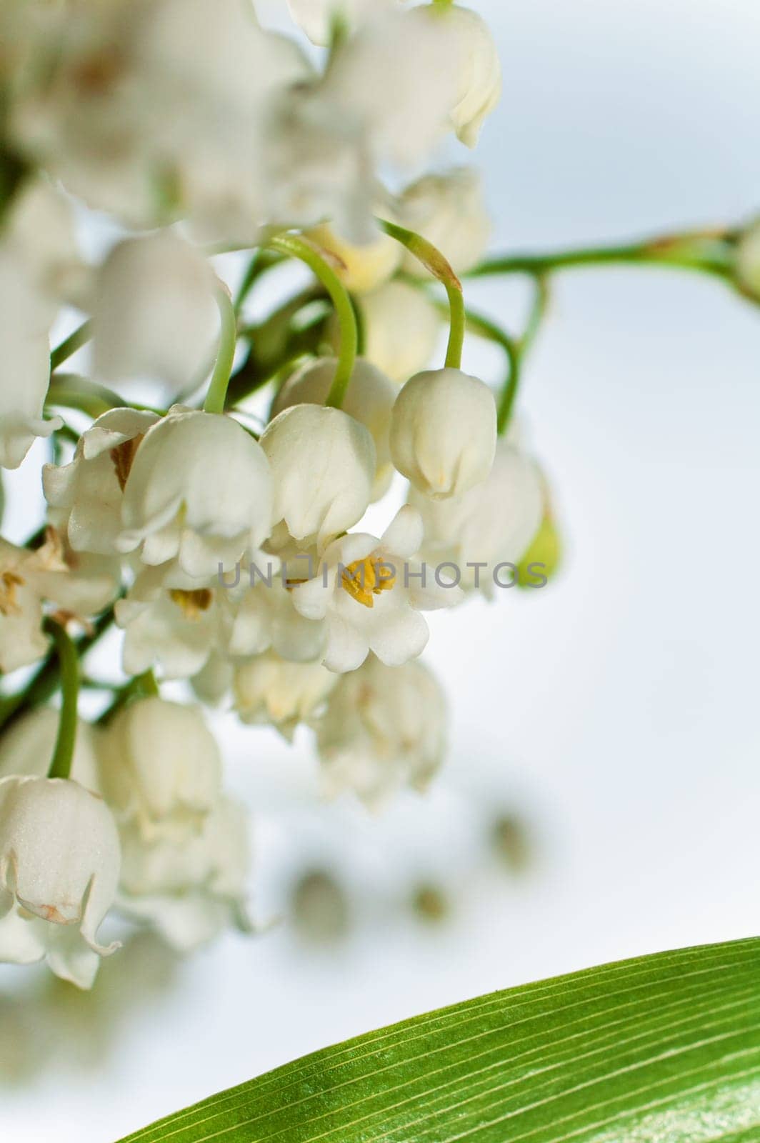 Lilies of the valley, close up
