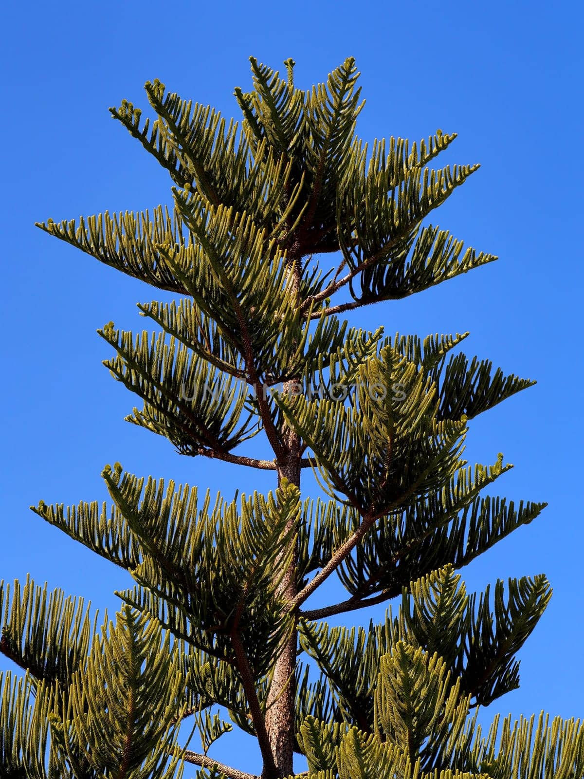 the top of an elderly tree of  araucaria
