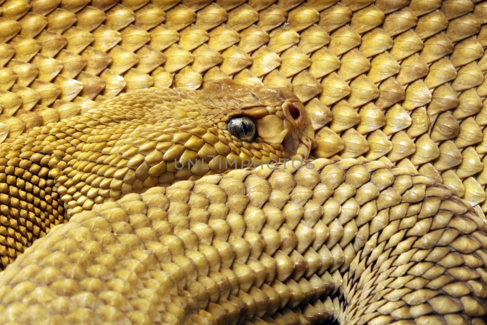 Rattlesnake