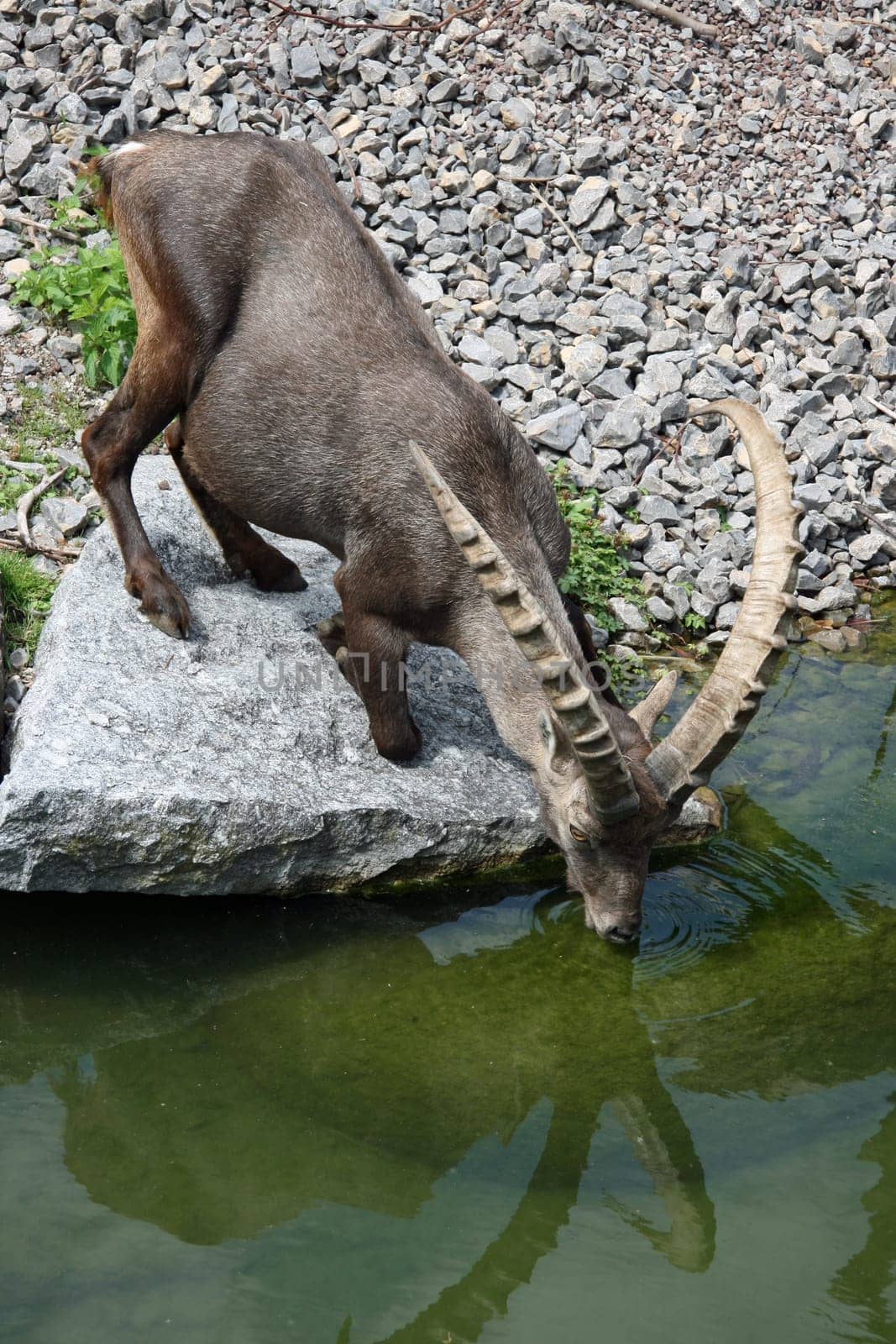 Capricorn