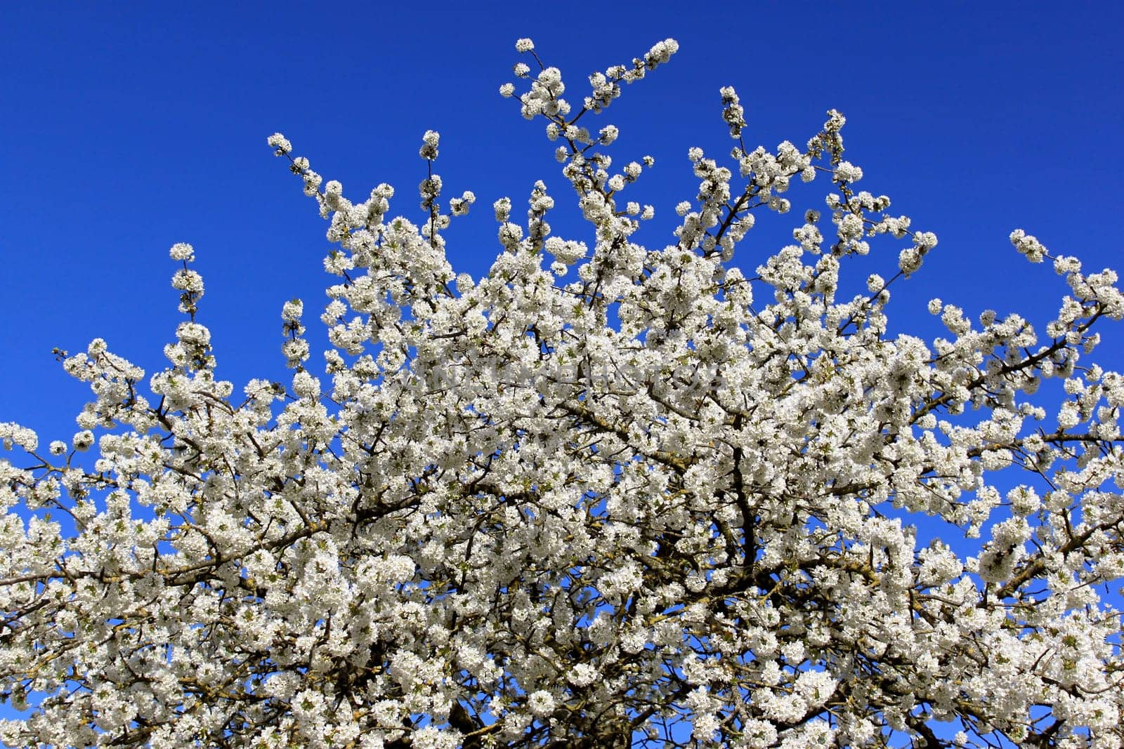 a cherry tree in spring with flowering white flowers and the appearance of the pistil