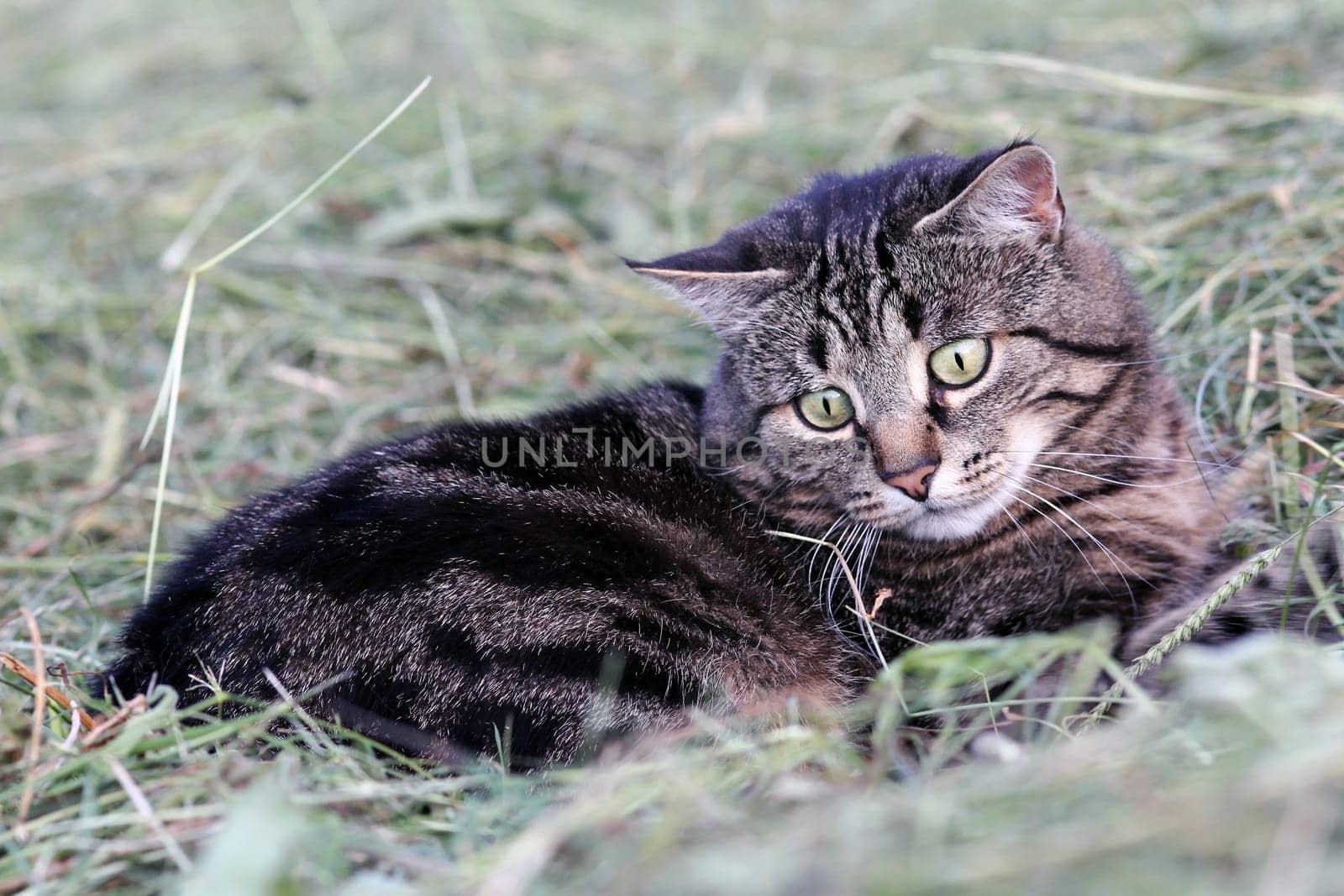 Mouse hunting in the hay