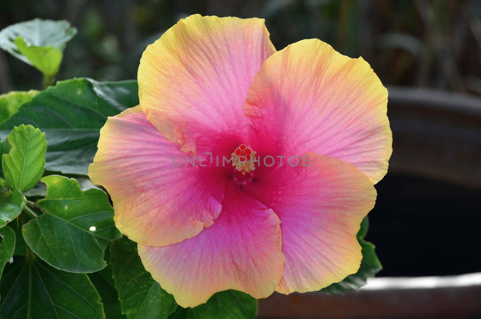 Outdoor hibiscus at its best