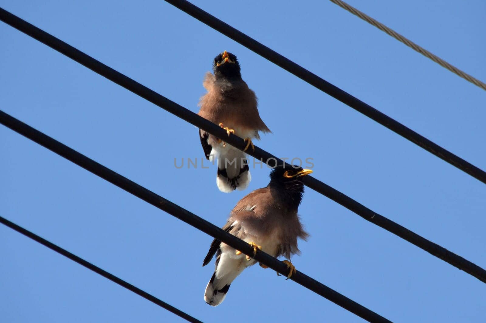Birds on the line