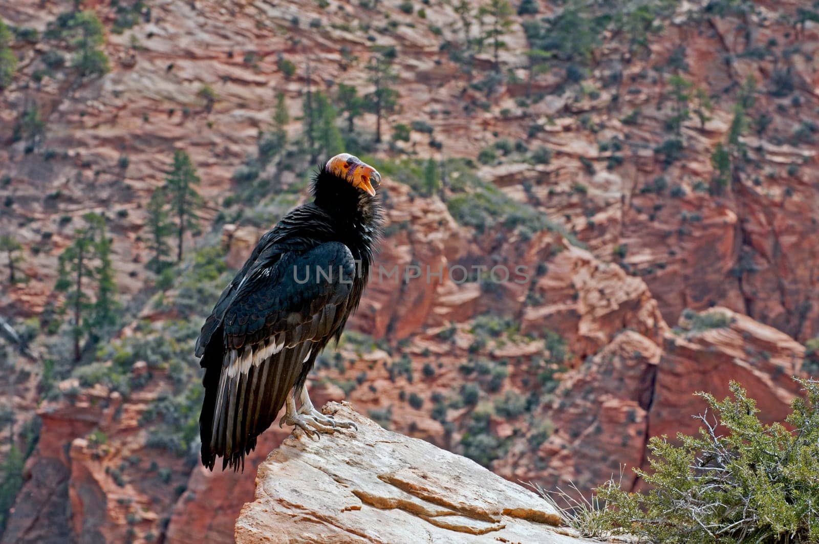 California Condor in Zion NP