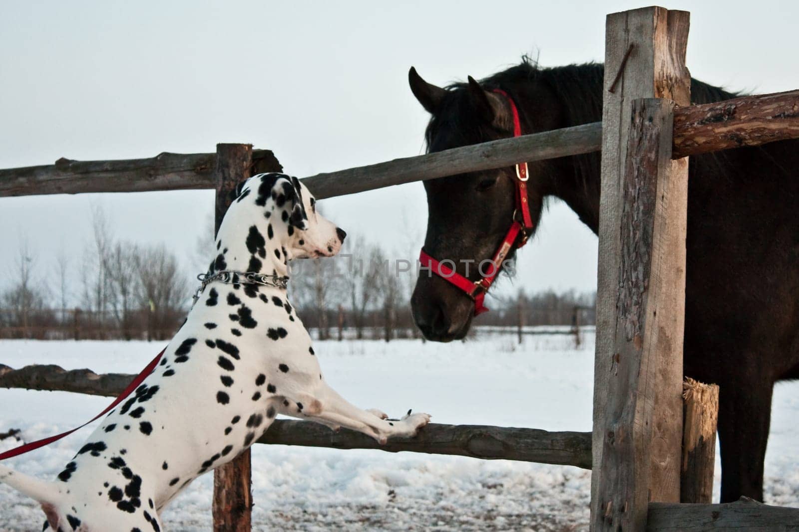 photo of the dalmatian dog and farm horse outdoor in winter